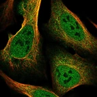 Immunofluorescent staining of human cell line U-2 OS shows localization to nucleoplasm, plasma membrane & cytosol.