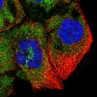 Immunofluorescent staining of human cell line A-431 shows localization to cytosol & the Golgi apparatus.