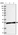 Anti-ZMAT2 Antibody