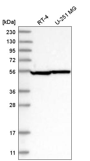 Anti-SEPT8 Antibody