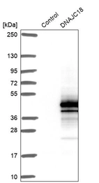 Western blot analysis in control (vector only transfected HEK293T lysate) and DNAJC18 over-expression lysate (Co-expressed with a C-terminal myc-DDK tag (~3.1 kDa) in mammalian HEK293T cells, LY407362).