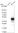 Anti-DNAJC18 Antibody