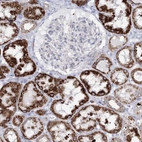 Immunohistochemical staining of human kidney shows high expression.