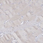 Immunohistochemical staining of human skeletal muscle shows low expression as expected.