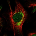 Immunofluorescent staining of human cell line U-2 OS shows localization to nucleoplasm & mitochondria.