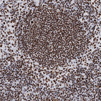 Immunohistochemical staining of human lymph node shows moderate to strong nuclear positivity in lymphoid cells.