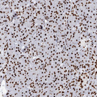 Immunohistochemical staining of human pancreas shows moderate nuclear positivity in exocrine glandular cells.
