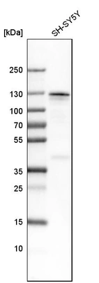 Western blot analysis in human cell line SH-SY5Y.