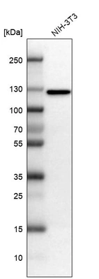 Western blot analysis in mouse cell line NIH-3T3.