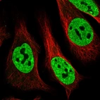 Immunofluorescent staining of human cell line U-2 OS shows localization to nucleoplasm.
