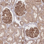 Immunohistochemical staining of human Kidney shows strong cytoplasmic positivity in cells in glomeruli and tubules.