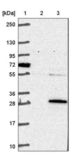 Lane 1: Marker [kDa] 250, 130, 95, 72, 55, 36, 28, 17, 10_br/_Lane 2: Negative control (vector only transfected HEK293T lysate)_br/_Lane 3: Over-expression lysate (Co-expressed with a C-terminal myc-DDK tag (~3.1 kDa) in mammalian HEK293T cells, LY415996)