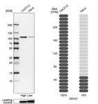 Western blot analysis in human cell lines Caco-2 and HeLa using Anti-DDX21 antibody. Corresponding DDX21 RNA-seq data are presented for the same cell lines. Loading control: Anti-GAPDH.