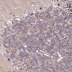 Immunohistochemical staining of human cerebellum shows moderate to strong nuclear positivity in Purkinje cells.