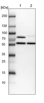 Lane 1: NIH-3T3 cell lysate (Mouse embryonic fibroblast cells)_br/_Lane 2: NBT-II cell lysate (Rat Wistar bladder tumour cells)
