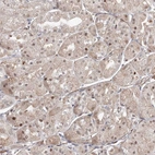 Immunohistochemical staining of human stomach shows strong nuclear positivity in glandular cells.