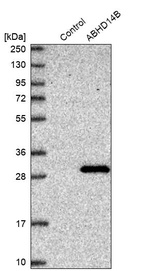 Western blot analysis in control (vector only transfected HEK293T lysate) and ABHD14B over-expression lysate (Co-expressed with a C-terminal myc-DDK tag (~3.1 kDa) in mammalian HEK293T cells, LY409958).