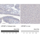 Anti-LRP2BP Antibody