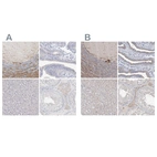 Immunohistochemical staining of human cerebellum, fallopian tube, liver and testis using Anti-LRP2BP antibody HPA036664 (A) shows similar protein distribution across tissues to independent antibody HPA036665 (B).