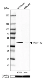Western blot analysis in A-431 cells transfected with control siRNA, target specific siRNA probe #1, using Anti-TRMT10C antibody. Remaining relative intensity is presented. Loading control: Anti-PPIB.