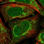 Immunofluorescent staining of human cell line U-2 OS shows localization to nucleoplasm & mitochondria.