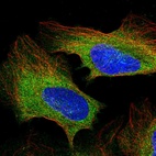 Immunofluorescent staining of human cell line U-2 OS shows localization to cytosol.