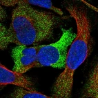Immunofluorescent staining of human cell line U-2 OS shows localization to cytosol.
