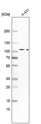 Western blot analysis in human cell line A-431.