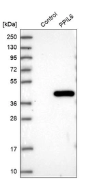 Western blot analysis in control (vector only transfected HEK293T lysate) and PPIL6 over-expression lysate (Co-expressed with a C-terminal myc-DDK tag (~3.1 kDa) in mammalian HEK293T cells, LY406551).