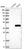 Anti-PPIL6 Antibody