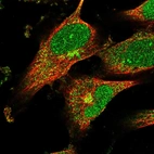 Immunofluorescent staining of human cell line U-251 MG shows localization to nucleus, cytosol & the Golgi apparatus.