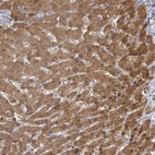 Anti-CNTLN Antibody