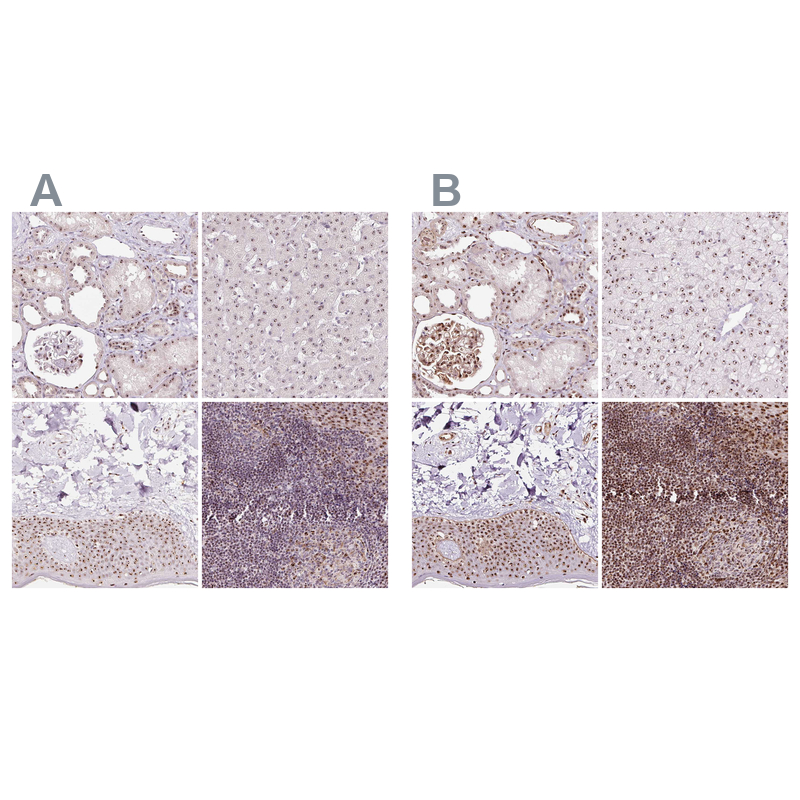 Anti-GNL3 Antibody