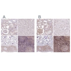 Anti-GNL3 Antibody