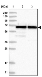 Lane 1: Marker [kDa] 230, 130, 95, 72, 56, 36, 28, 17, 11_br/_Lane 2: Human cell line RT-4_br/_Lane 3: Human cell line U-251 MG