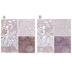 Anti-GNL3 Antibody