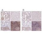 Anti-GNL3 Antibody