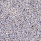 Immunohistochemical staining of human pancreas shows weak to moderate granular cytoplasmic positivity in exocrine glandular cells.
