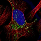 Immunofluorescent staining of human cell line U-2 OS shows localization to mitochondria.