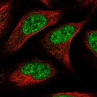 Immunofluorescent staining of human cell line U-2 OS shows localization to nuclear speckles.