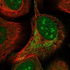 Immunofluorescent staining of human cell line U-2 OS shows localization to nucleus, nucleoli & mitochondria.