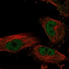 Immunofluorescent staining of human cell line U-251 MG shows localization to nucleoplasm.