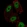 Anti-MED26 Antibody