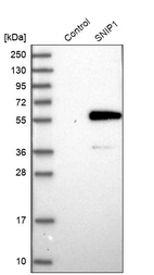 Western blot analysis in control (vector only transfected HEK293T lysate) and SNIP1 over-expression lysate (Co-expressed with a C-terminal myc-DDK tag (~3.1 kDa) in mammalian HEK293T cells, LY411157).