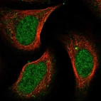 Immunofluorescent staining of human cell line U-2 OS shows localization to nucleoplasm.