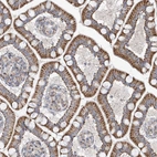 Immunohistochemical staining of human small intestine shows strong cytoplasmic granular positivity in glandular cells.