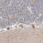 Anti-OPA1 Antibody