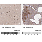 Anti-OPA1 Antibody