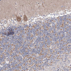 Anti-OPA1 Antibody