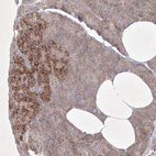 Anti-OPA1 Antibody